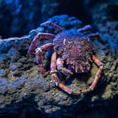 Sea spider crab at bottom of the ocean