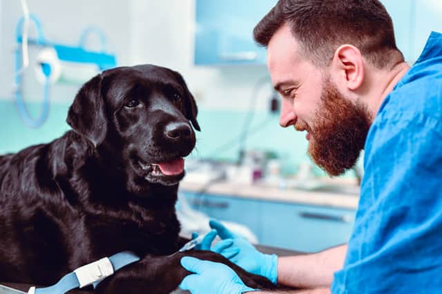 Premium PetSaver memberships include access to 24/7 online vet consultations for non-urgent pet care advice and support