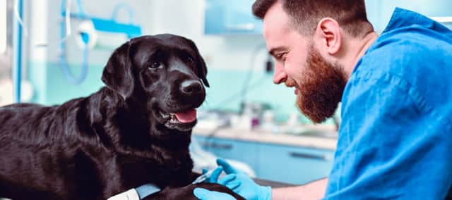 Premium PetSaver memberships include access to 24/7 online vet consultations for non-urgent pet care advice and support