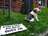 A dog sitting on grass next to a sign that has fallen onto the grass that says 'polling place way in'