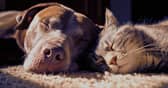 PetSaver memberships are designed to help owners save money on repeat pet essentials including food, supplements and everyday care products