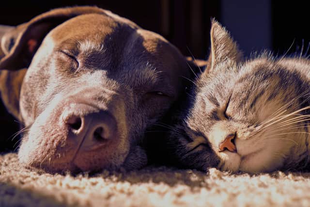 Keeping pets happy and healthy can be expensive - so this is a great way to save some money
