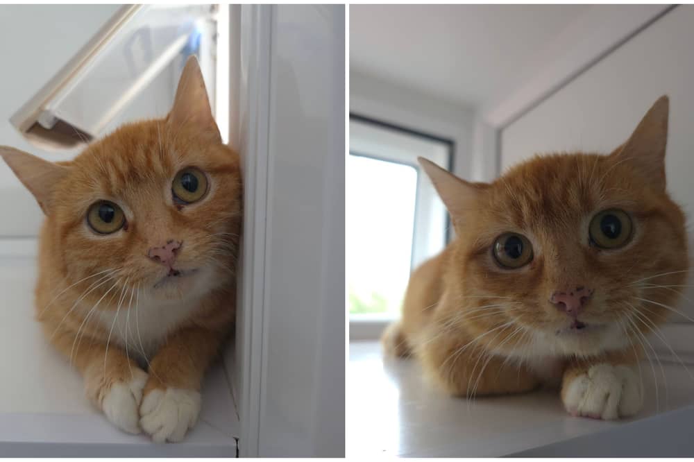 Baked Bean is now kitten-free and searching for a loving home
