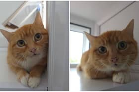 Baked Bean is now kitten-free and searching for a loving home