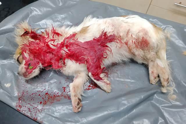 The RSPCA believe that the pet may have been used as a bait dog for illegal dog fighting