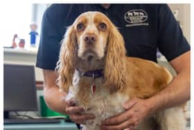 Callie the Cocker Spaniel, who was bitten on the face by an adder.