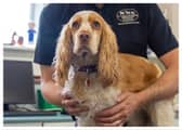 Callie the Cocker Spaniel, who was bitten on the face by an adder.