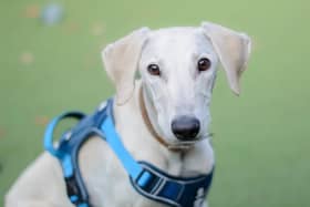 Adorable dogs in Kenilworth and Loughborough Dogs Trust kennels are looking for loving homes.  