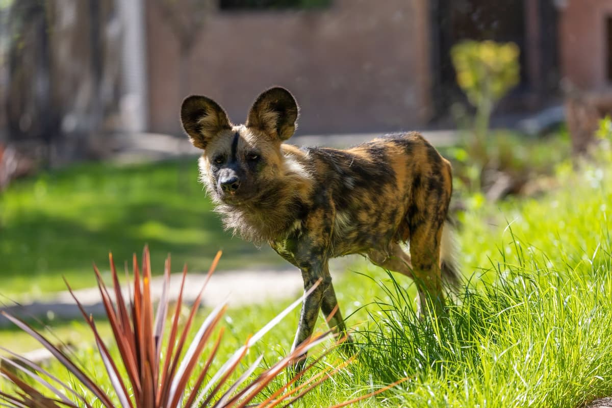 Afrikanischer Wildhund im Zoo von Dudley ist nach der Diagnose eines ...