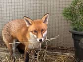 Basil the fox in an enclosure, with straw in his mouth