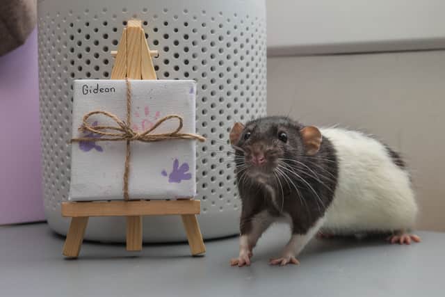Rat Gideon with one of his paintings in Worcestershire