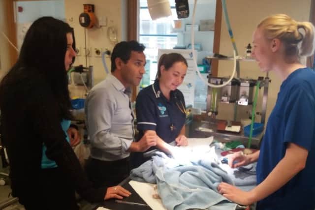 Mandy helping vets with an RTA victim at the Blue Cross hospital Victoria.