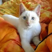 Henry was struck by a car and left to die alone in April 2017