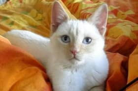 Henry was struck by a car and left to die alone in April 2017