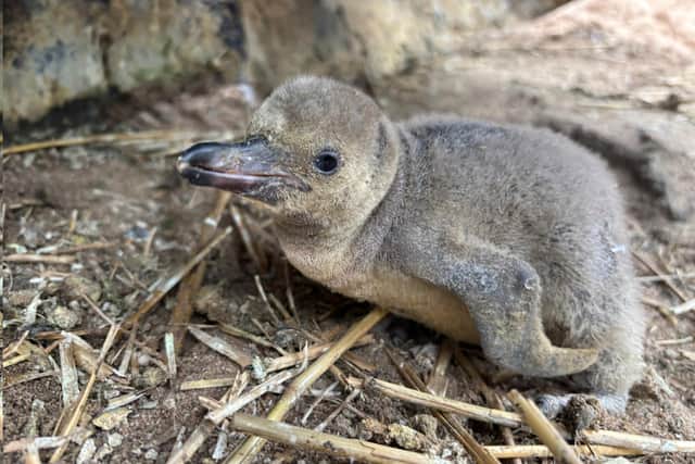Photo taken of penguin chick, Ozzy, at just a few days old.