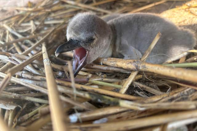 Photo taken of penguin chick, Oasis, at just a few days old.