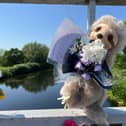 Tributes at Kingsbury Water Park to Lilliana after her body was pulled from the water on Monday (May 25)