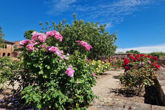The rose garden at Coventry Charterhouse.