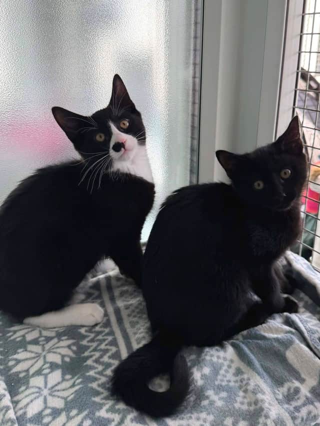 Wispa and Oreo