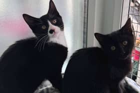 Wispa and Oreo