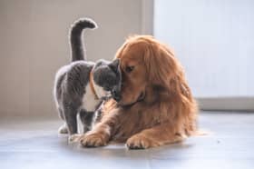 Cats and dogs don't always have to be enemies.