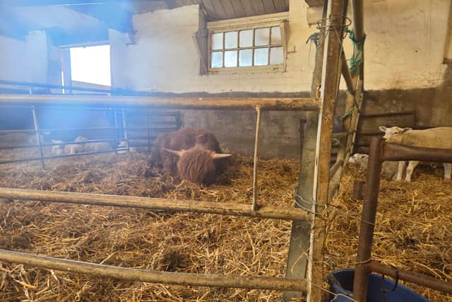 Highland Cow at Lizzie's Farm