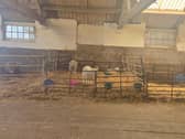 Lizzie's Farm
