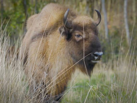 A bison faces the camera with woodland in the background