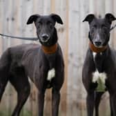 Six adorable greyhounds waiting for adoption at Dogs Trust Kenilworth.