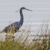 The western reef heron in Caernarfon, Wales, was spotted by ornithologist Simon Hugheston-Roberts. 