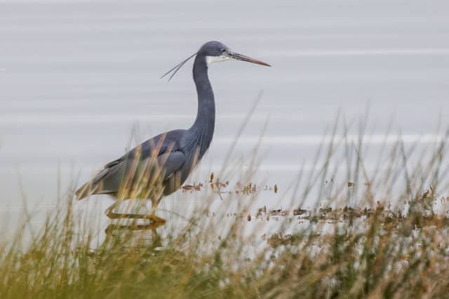 The western reef heron in Caernarfon, Wales, was spotted by ornithologist Simon Hugheston-Roberts.