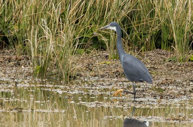 The western reef heron in Caernarfon, Wales, was spotted by ornithologist Simon Hugheston-Roberts.
