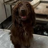 Tobacco detection dog Bran after he alerted officers to a concealed underground chamber beneath kitchen cabinets.   