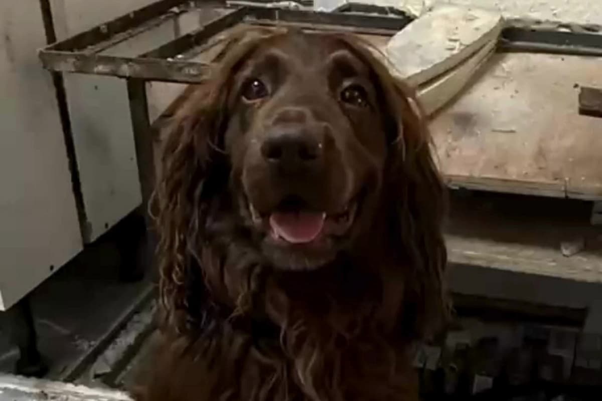 Spürhund Bran entdeckt Tabakvorrat im Wert von 20.000 Pfund in verstecktem ...