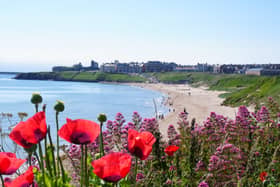 A view of wild flowers, with a beach in the background