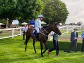 Lazy Griff after running at Sandown
