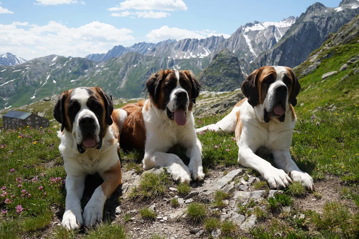 St Bernard dogs honoured at Swiss museum