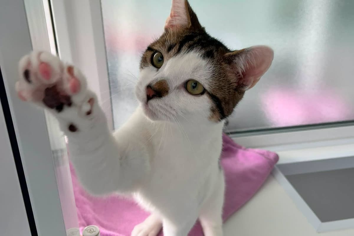 'Clingy' kitten searching for forever home after being found abandoned in ...