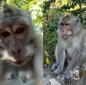 Oliver Lloyd from Telford was taking photos of the monkeys when one saw the opportunity to run off with the device.
