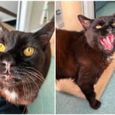 Otis the toothless cat