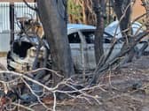The car could be seen burnt out alongside burnt trees