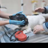A vet examining a spaniel on a table