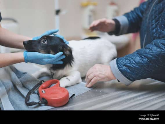 A vet examining a spaniel on a table