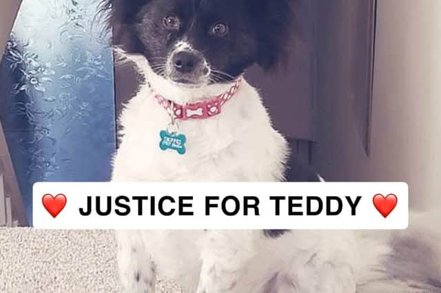 Jess' beloved dog Teddy, who she went in search of when she made the grim discovery at Animal Funeral Services