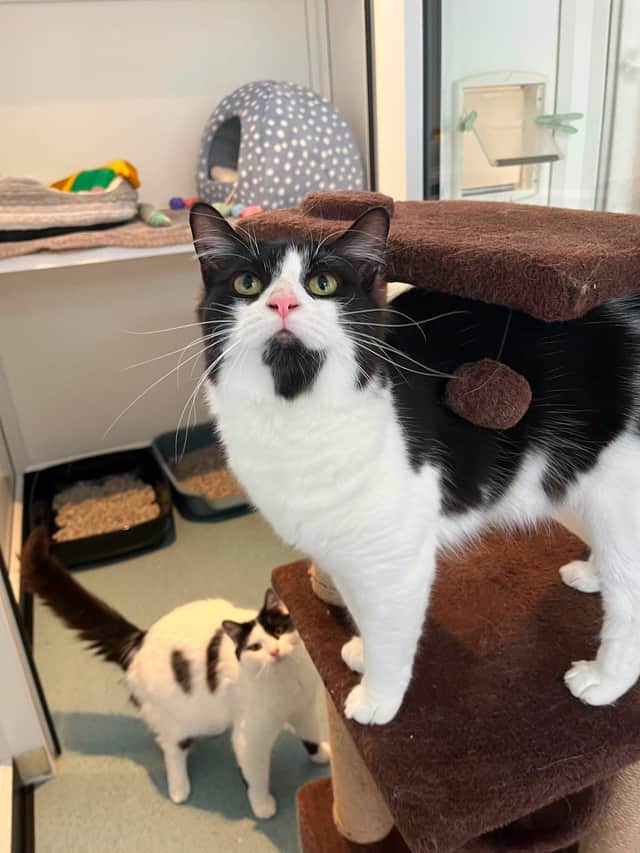 The brothers are now looking for a forever home with a loving family