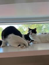 The RSPCA has asked for any potential cat owners to come forward to adop their lovable brothers Spyro and Cynder