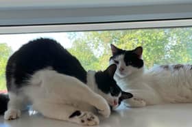 The RSPCA has asked for any potential cat owners to come forward to adop their lovable brothers Spyro and Cynder