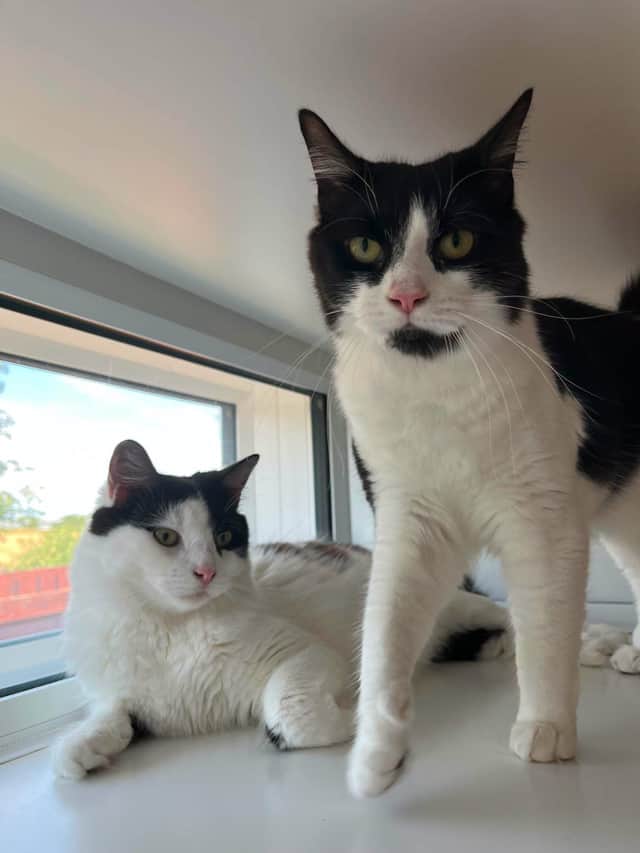 The brothers were called 'loeveable and michevious' by the RSPCA