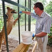 Mark Andrews feeding Kirana the Asiatic lioness