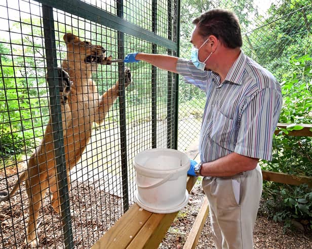 Mark Andrews feeding Kirana the Asiatic lioness